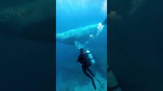 Divers Incredible Encounter with a Majestic Whale [upl. by Ecnerret916]