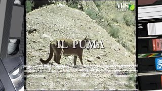 IL PUMA [upl. by Earlie]