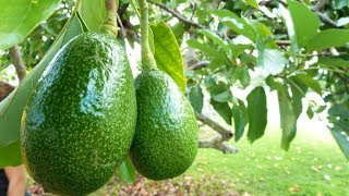 How to Grow Avocados in Containers  Complete Growing Guide [upl. by Aderf540]