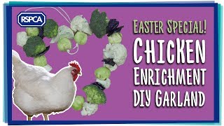 Chicken Enrichment Vegetable Garland Easter Special [upl. by Niko935]