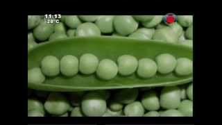 Diferencias entre hortalizas verduras y legumbres 28012015 [upl. by Reffotsirk]