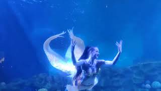 Mermaid 🧜‍♀️ in VGP marine Kingdom Chennai ✨ 2023 [upl. by Lerrej89]