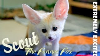 Fennec Fox Extremely Excited amp Screaming [upl. by Brittni]