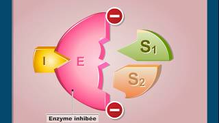 Questce que linhibition non compétitive dune enzyme [upl. by Cataldo768]