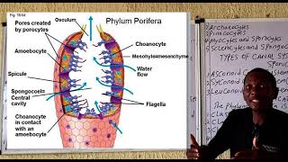 Phylum Porifera [upl. by Rehpotsyrk]