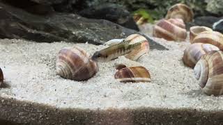 Stand vom 4 8 2024 220l Tanganjika AQ mit Lamprologus speciosus und Julidochromis transcriptus kissi [upl. by Fanny]