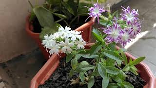 How to grow Phlox pop star plant with the help of seeds [upl. by Aicinat]