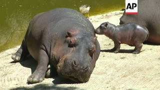 Mexico Citys Chapultepec Zoo debuted its new baby hippopotamus the first for the zoo in 16 years [upl. by Hiroshi]