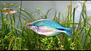 Melanotaenia lacustris Turquoise rainbowfish flashing [upl. by Hendrik925]