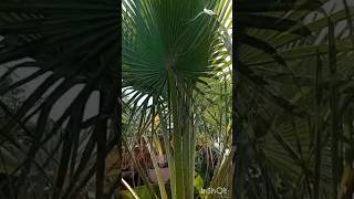 Washingtonia Tree Πιτσάρδια Filibustapalm fanpalm tree φοίνικας plant robustapalm filifera [upl. by Sivatco]