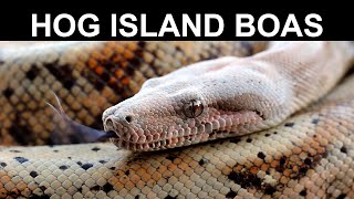 Hog Island Boas [upl. by Kara]