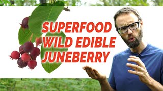 Juneberry Superfood Wild Edible AKA Sugarplum Shadberry Saskatoon Serviceberry Amelanchier [upl. by Acimaj647]