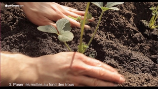 Planter des fraisiers [upl. by Odlopoel]