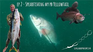 Spearphoria Ep 2Spearfishing my PB Yellowtail Spearfishing South Africa 2020 [upl. by Leede]