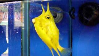 Billy the Longhorn Cowfish [upl. by Evander]