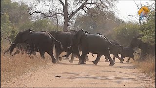 Kruger National Park Elephant Stampede  Latest Kruger Sightings [upl. by Butcher97]