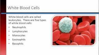 Phlebotomy Lesson 32 Blood Cells [upl. by Anileme]