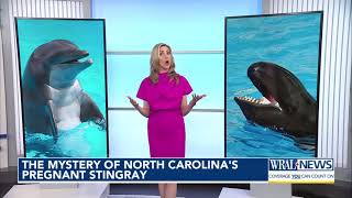 The mystery of North Carolinas pregnant stingray [upl. by Naujled]