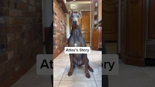 Atlas has been ADOPTED 🎉💙🥳 rescuedogs dogsofyoutube fosterdog doberman dobermanpinschers [upl. by Alekat]