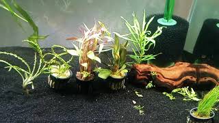 Aquarium CoOp Live Plant Unboxing Featuring CRINUM CALAMISTRATUM [upl. by Inavoj915]