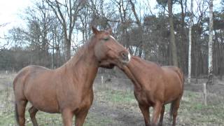 Spelende Paarden  Horses Playing [upl. by Hadley]