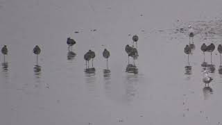 Hudsonian Godwit juv  Eden Estuary  Fife  10112020 [upl. by Qirat]