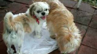 Rescue dogs Shih Tzu Susie amp Terrier Mix Benji dance the Nutcracker [upl. by Brewer]