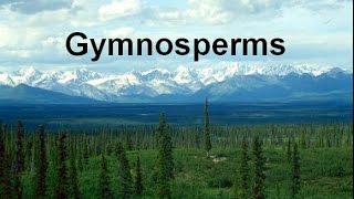 Gymnosperms and Conifers honors updated [upl. by Genia681]