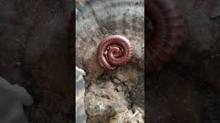 Millipede millipede shortvideo creepycrawlers originalnature nature wildlife [upl. by Aidan460]