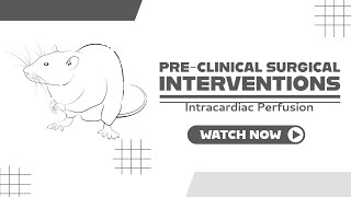 Intracardiac Perfusion or perfusion procedure to remove the blood from mouse brain capillaries [upl. by Okorih]