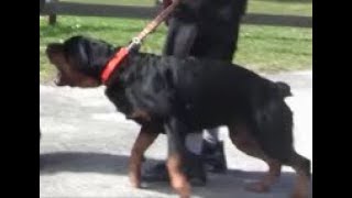 Aggressive Rottweiler  Part 2  completely out of control and Extremely Dangerous [upl. by Rosenkranz]