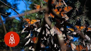 Monarchs by the Millions Welcome to Butterfly Forest [upl. by Refotsirc]