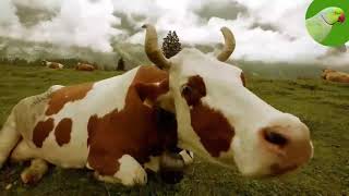 COW VIDEOS COWS GRAZING IN A FIELD COWS MOOING  Cow Video [upl. by Enitselec657]