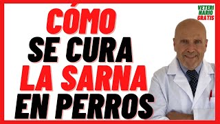 Como se cura la Sarna Sarcóptica y Demodécica o Roja en Perros 🔴 Qué medicamento es Bueno para Sarna [upl. by Rania]