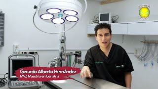 ÚNICO VETERINARIO ESPECIALISTA EN PERROS VIEJITOS  Geriatria en mascotas  Tiempo de perros [upl. by Latsyrhc725]