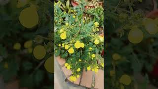 CALCEOLARIA TRIPARTITA HERMOSA  flores floral  flowers  Flor calceolarias  plantas [upl. by Arianne]